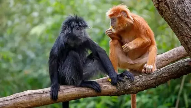 Kera hitam Bali atau lutung budeng. (Dok Taman Safari)