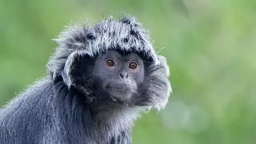 Kera hitam Bali atau lutung budeng. (Dok Taman Safari)