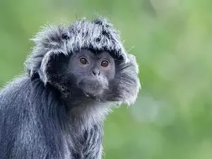 Misteri Kera Hitam Bali: Satwa Langka, Mitos Desa Adat, dan Identitas Kampung Tua