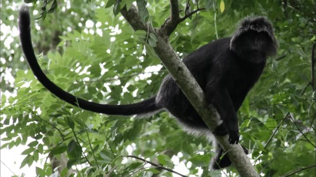 Kera hitam Bali atau lutung budeng. (Dok Taman Safari) Kera hitam Bali atau lutung budeng. (Dok Taman Safari)