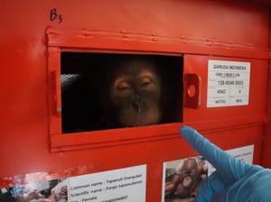 Diselundupkan ke Thailand, 4 Orang Utan Asal Sumatera Kembali ke Indonesia