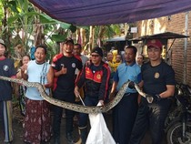 Piton 4 Meter Terjebak di Kandang Usai Mangsa 2 Ayam di Pekalongan