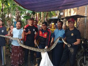 Piton 4 Meter Terjebak di Kandang Usai Mangsa 2 Ayam di Pekalongan
