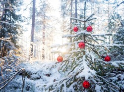 Fakta Ilmiah Pohon Natal yang Tetap Hijau Meski Musim Dingin