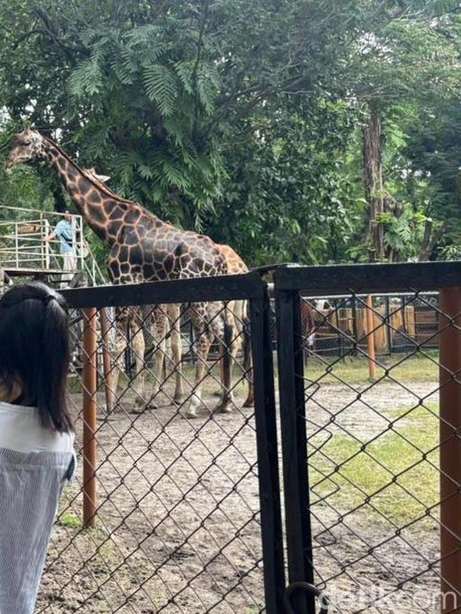 KBS Diserbu 15 Ribu Wisatawan saat Libur Natal