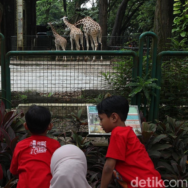 Tiket Murah Jadi Daya Tarik, Ragunan Ramai Saat Libur Nataru