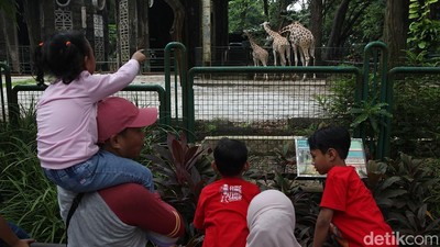 Tiket Murah Jadi Daya Tarik, Ragunan Ramai Saat Libur Nataru