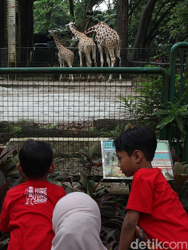 Tiket Murah Jadi Daya Tarik, Ragunan Ramai Saat Libur Nataru