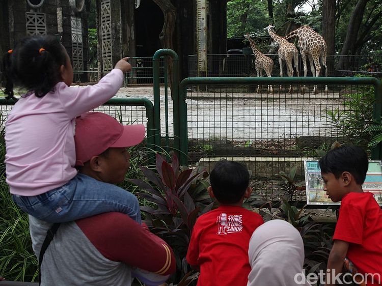 Tiket Murah Jadi Daya Tarik, Ragunan Ramai Saat Libur Nataru