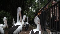 Meski ramai, pengelola tetap mengimbau pengunjung untuk menjaga ketertiban, kebersihan, serta mematuhi aturan yang berlaku selama berada di kawasan kebun binatang.