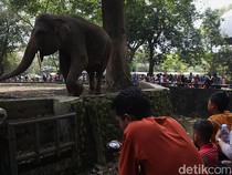 Libur Tahun Baru, Pengelola Prediksi Pengunjung Ragunan Capai 100 Ribu Orang