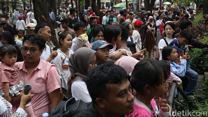Libur Natal dan Tahun Baru (Nataru) dimanfaatkan warga untuk berwisata bersama keluarga. Taman Margasatwa Ragunan, Jakarta, menjadi salah satu tujuan favorit yang langsung dipadati pengunjung sejak awal masa libur. Kamis (25/11/2025), ribuan pengunjung terlihat memenuhi area kebun binatang untuk melihat koleksi satwa sekaligus menikmati suasana hijau di tengah kota.