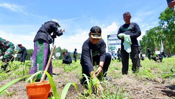 Wakil Bupati Banyuwangi Mujiono tengah menanam pohon di lahan reforestasi Sempu, Banyuwangi