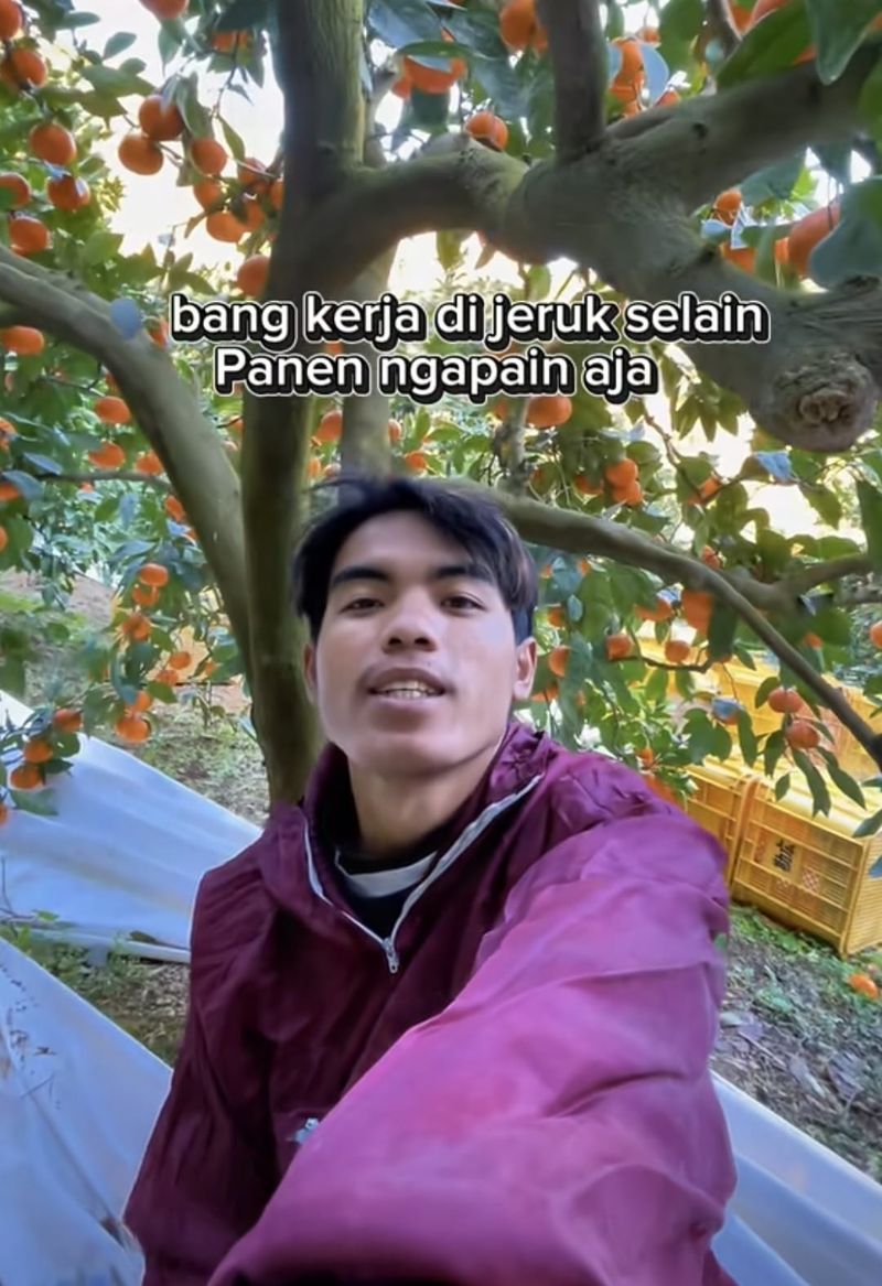WNI jadi petani jeruk di Jepang WNI jadi petani jeruk di Jepang