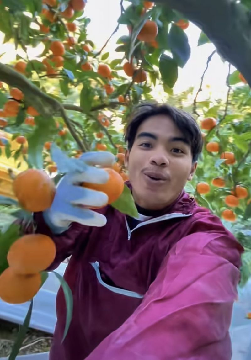 WNI jadi petani jeruk di Jepang WNI jadi petani jeruk di Jepang