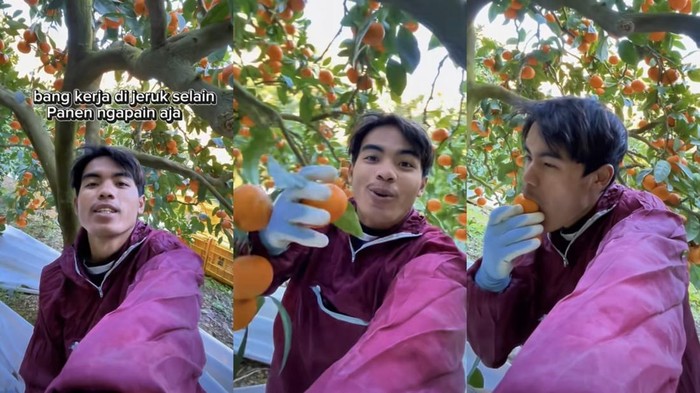 WNI jadi petani jeruk di Jepang