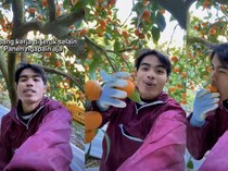 WNI Ini Pamer Kerja Santai di Kebun Jeruk Jepang, Videonya Viral!
