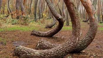 Hutan yang pohonnya bengkok-bengkok di dekat Gryfino, Polandia. Foto: strrrz,Michał Słupczewski via Bored Panda