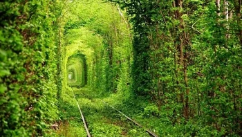 Rel kereta The Tunnel of Love di Klevan, Ukraina. Tampak keren dengan semua warna kehijauan, tetapi jadi lebih magis di musim gugur ketika dedaunan mulai berubah warna. Foto: Pina318 via Bored Panda  