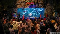 Pengunjung yang didominasi keluarga dan anak-anak memadati area Sea World Ancol sejak pagi untuk menyaksikan atraksi Sinterklas bawah laut. 