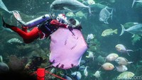 Sinterklas bawah laut berenang di antara ikan-ikan besar sambil melambaikan tangan dari balik kaca akuarium, mengundang perhatian pengunjung. 