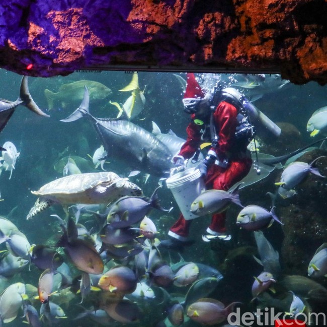Atraksi Sinterklas Bawah Laut Meriahkan Libur Natal