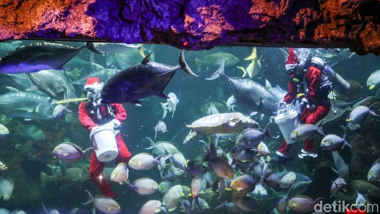 Atraksi Sinterklas Bawah Laut Meriahkan Libur Natal