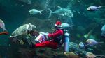 Atraksi Sinterklas Bawah Laut Meriahkan Libur Natal
