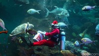 Penyelam berkostum Sinterklas memberi makan ikan di akuarium Sea World Ancol, Jakarta Utara, Jumat (26/12/2025). Pertunjukkan ini sebagai atraksi khusus libur Natal dan Tahun Baru.