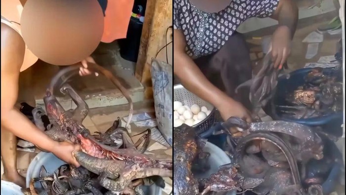 Duh! Kini TikTok Jadi Tempat Promosi Daging Satwa Langka untuk Dimakan
