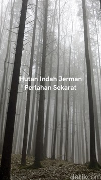 Video: Hutan Harz JermanTerancam Dampak Iklim Ekstrem