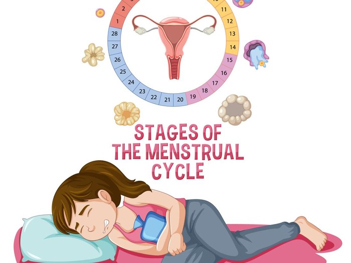 Fase Menstruasi