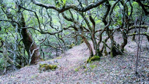 Hutan Kekneno di Gunung Kekneno, Timor Tengah Selatan (TTS), NTT. (Facebook Promosi Wisata TTS)