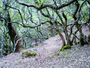 Hutan Kekneno, Surga Tersembunyi di Kawasan Taman Nasional Mutis Timau NTT