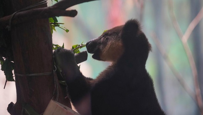 Si Imut Kanguru Pohon Nemena Hadir di Batu Secret Zoo