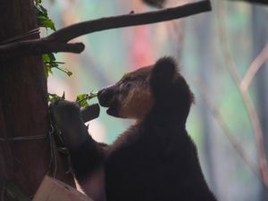 Si Imut Kanguru Pohon Nemena Hadir di Batu Secret Zoo