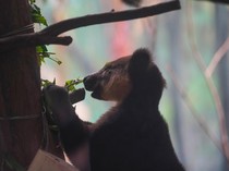 Si Imut Kanguru Pohon Nemena Hadir di Batu Secret Zoo