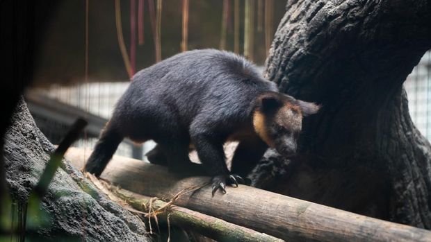 Kanguru Pohon Nemena di Batu Secret Zoo Jatim Park 2 Kota Batu