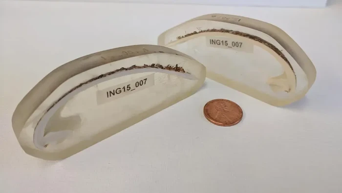 Kerang Ming hewan tertua di dunia.