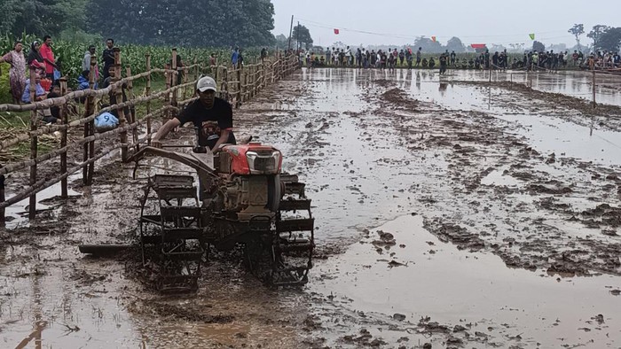 Balap Traktor Kerapan Sapi Jepang Sambut Musim Tanam di Probolinggo