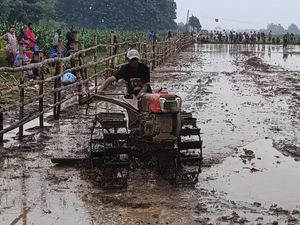Balap Traktor Kerapan Sapi Jepang Sambut Musim Tanam di Probolinggo