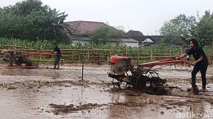 Balap Traktor “Sapi Jepang” Sambut Musim Tanam di Probolinggo