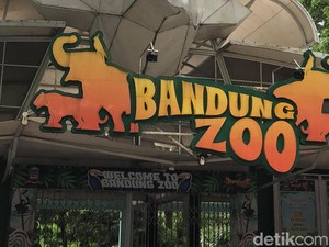 10 Lembaga Daftar Jadi Pengelola Bandung Zoo