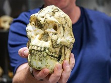 Temuan Fosil Little Foot Bisa Tulis Ulang Sejarah Evolusi Manusia