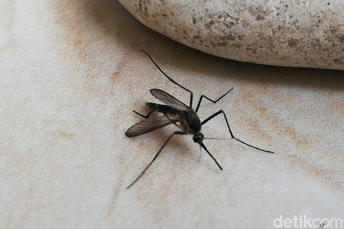 Ilustrasi nyamuk penyebab DBD