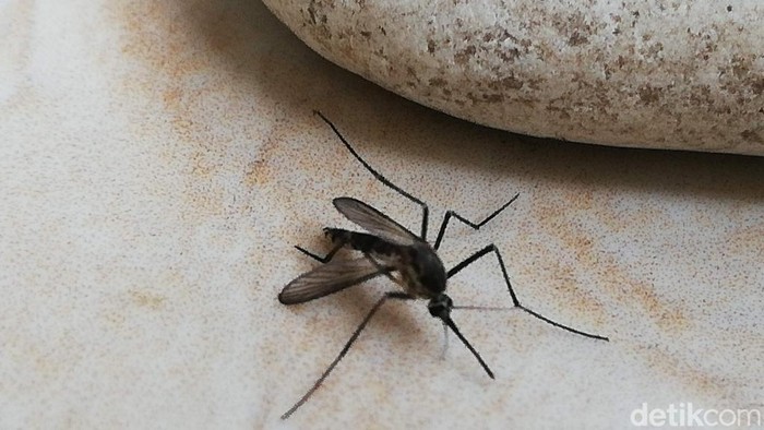 Ilustrasi nyamuk penyebab DBD