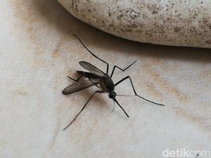 Kasus DBD di Jakarta Naik, Dinkes Ungkap Faktor Pola Musiman