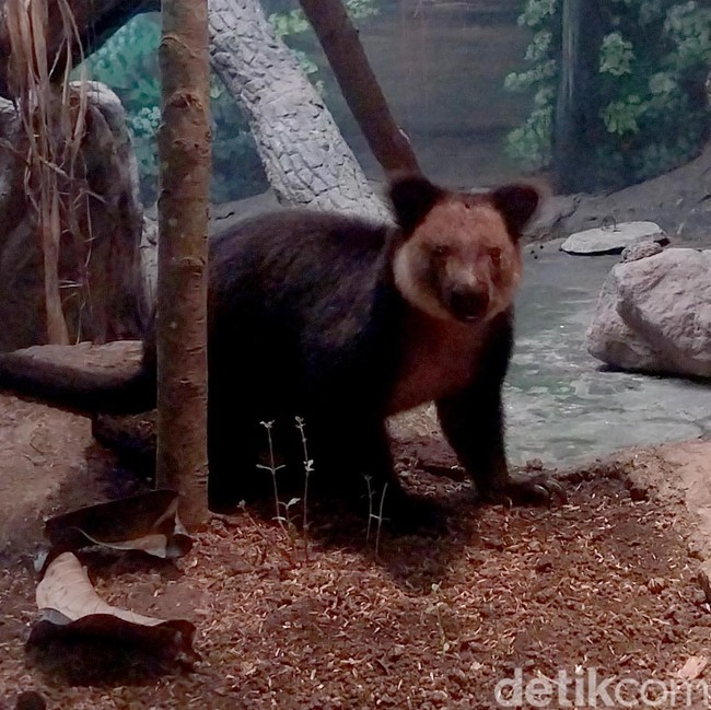 Kanguru Pohon Nemena Hadir di Batu Secret Zoo