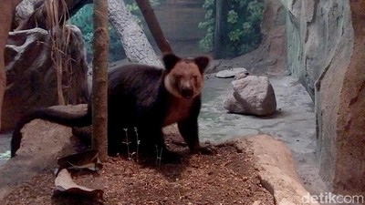 Kanguru Pohon Nemena Hadir di Batu Secret Zoo
