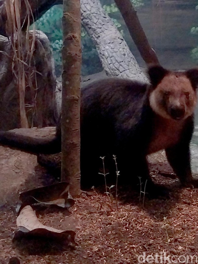 Kanguru Pohon Nemena Hadir di Batu Secret Zoo